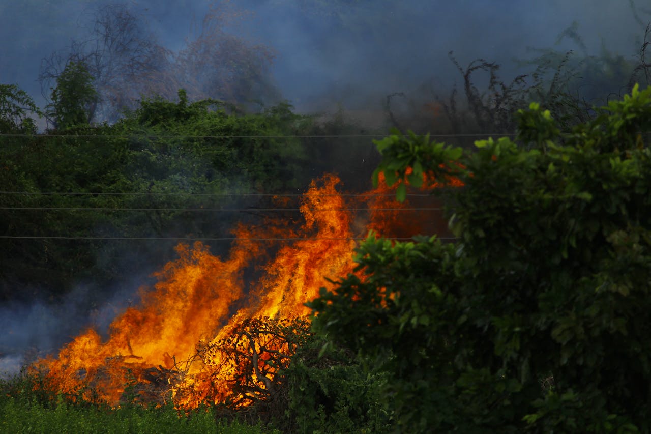 Wildfire burning up lush, green foliage outside.